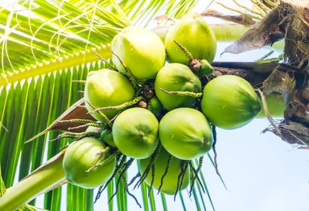 नारियल पानी के फायदे 2023 : Coconut Water Benefits in Hindi